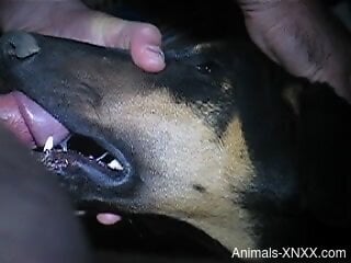 Dude fucking a dog's sexy throat in a hot video