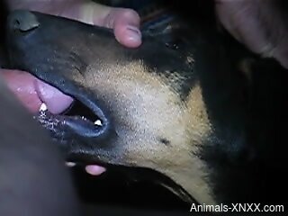 Dude fucking a dog's sexy throat in a hot video
