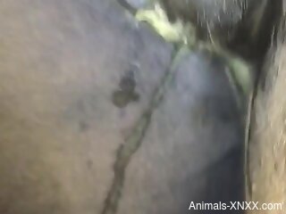 Discharge from horse's pussy looks kinda gross tho