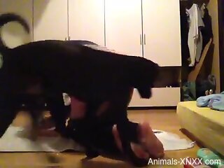 Tracksuit slut getting fucked by a black pooch