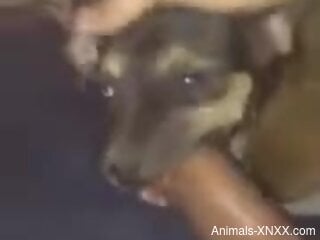 Dude face-fucking his adorable animal in a POV vid