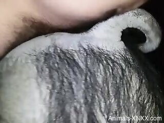 Dude using his gorgeous penis to gape an animal's hole