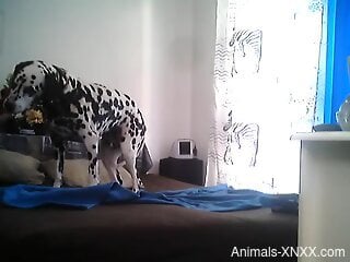 Sexy animal struts its stuff in a solo voyeur video