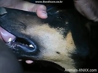 Dude throat-fucking a submissive animal on camera
