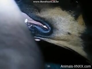 Dude throat-fucking a submissive animal on camera