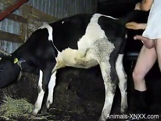 Dude finds a sexy cow that he can fuck from behind