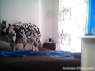 Sexy Dalmatian showing its body in a voyeur video