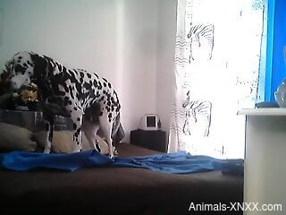 Sexy Dalmatian showing its body in a voyeur video