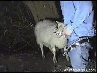 Denim-wearing zoophile fucking a very sexy sheep