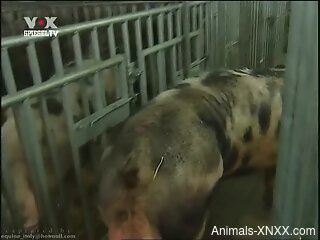 Big-dicked pig gets to empty its ginormous balls