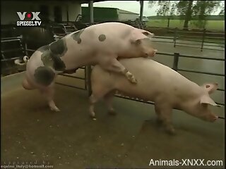 Big-dicked pig gets to empty its ginormous balls