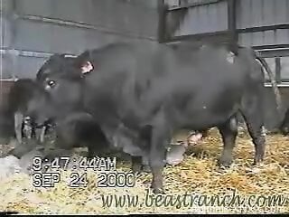 Bull gets to showcase its beautiful boner in a hot vi