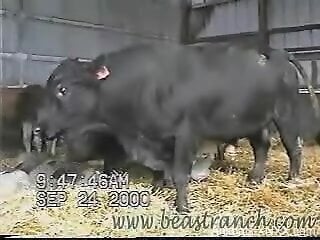 Bull gets to showcase its beautiful boner in a hot vi