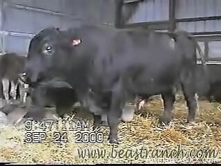 Bull gets to showcase its beautiful boner in a hot vi