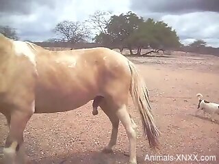 Brown stallion dominating a white mare from behind