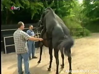 Two horses freely fucking like crazy while outdoors