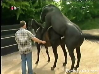 Two horses freely fucking like crazy while outdoors