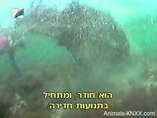 Underwater fucking with truly beautiful creatures