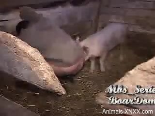Pig with a hard dick fucking a big booty zoophile