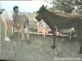 Animals fucking each other in an outdoor porno movie