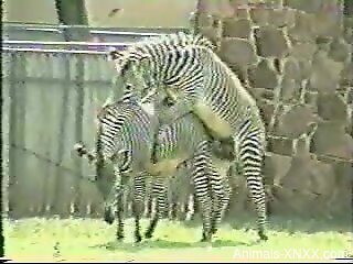 Zebra sex video with two EXTRA-horny beasts