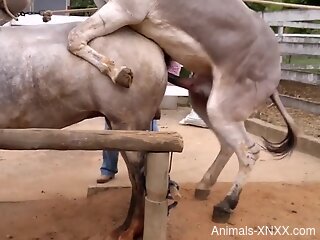 Donkey fucking featured in a hot zoo video here