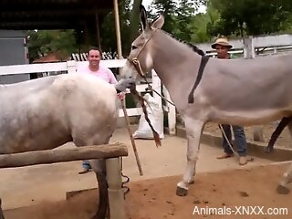 Donkey fucking featured in a hot zoo video here