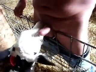Fat guy gets his dick sucked by a very sexy animal