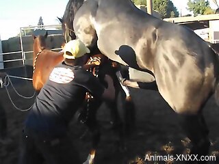 Sexy mare fucked by yet another horse outdoors