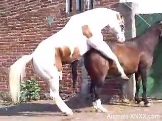 Two horses fucking each other in an outdoor porn vid