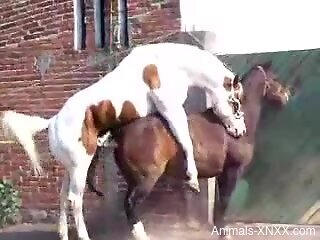 Two horses fucking each other in an outdoor porn vid