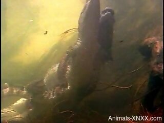 Sexy alligators making love to another underwater