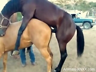 Big brown horse fucking a submissive mare from behind