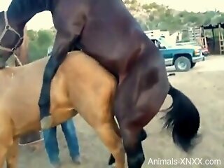 Big brown horse fucking a submissive mare from behind
