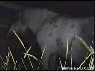 Voyeur video focusing on a good-looking horse