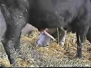 See a bull's cock grow stiffer during a zoo handjob