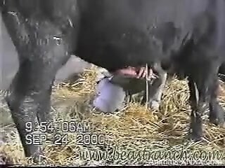 See a bull's cock grow stiffer during a zoo handjob