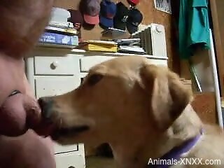 Dude with a small dick enjoys a BJ from a sexy dog