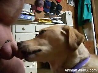 Dude with a small dick enjoys a BJ from a sexy dog