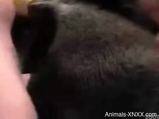 Exposed animal cunt getting gaped b a guy's cock