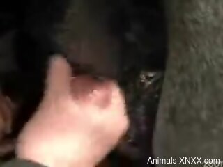 Exposed animal cunt getting gaped b a guy's cock