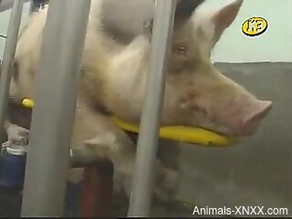 Sexy pig getting its balls drained in a handjob video