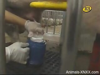 Sexy pig getting its balls drained in a handjob video