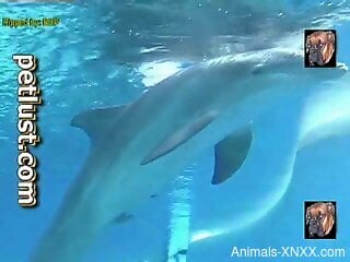 Sexy animal showing its cock underwater (it's HOT)