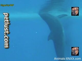 Sexy animal showing its cock underwater (it's HOT)