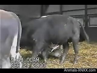 cowporn