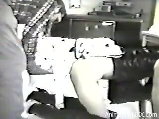 Dalmatian drilling a blonde's hot little pussy