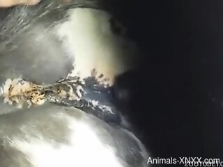 Amazing animal pussy being spotlighted in a hot video