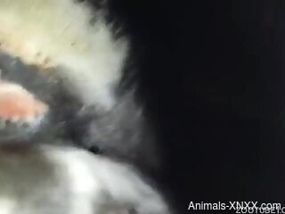 Amazing animal pussy being spotlighted in a hot video