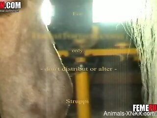 Big booty zoophile getting gaped by a horny horse